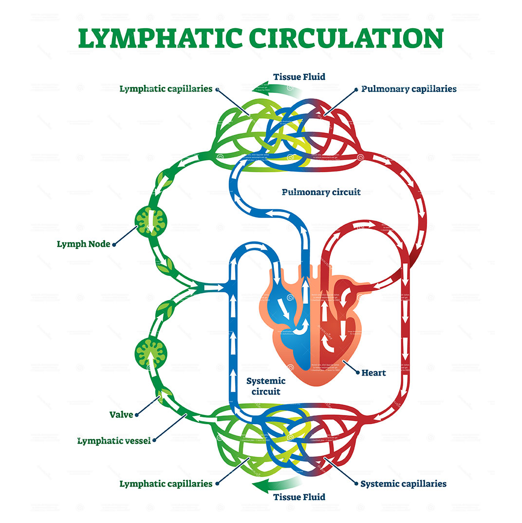 What You Didn't Know About Your Lymphatic System